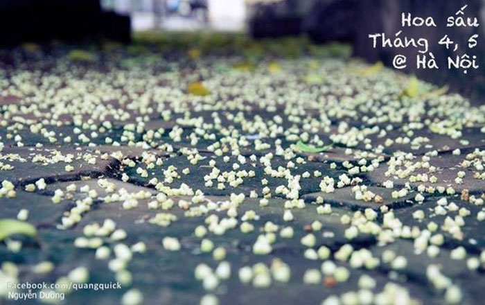 Picture 10 of See this set of photos you will see Vietnam has beautiful seasons of rice and flowers!