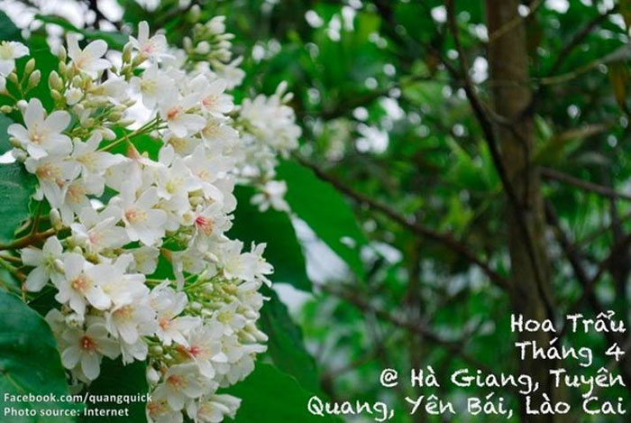 Picture 11 of See this set of photos you will see Vietnam has beautiful seasons of rice and flowers!