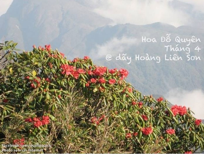 Picture 12 of See this set of photos you will see Vietnam has beautiful seasons of rice and flowers!