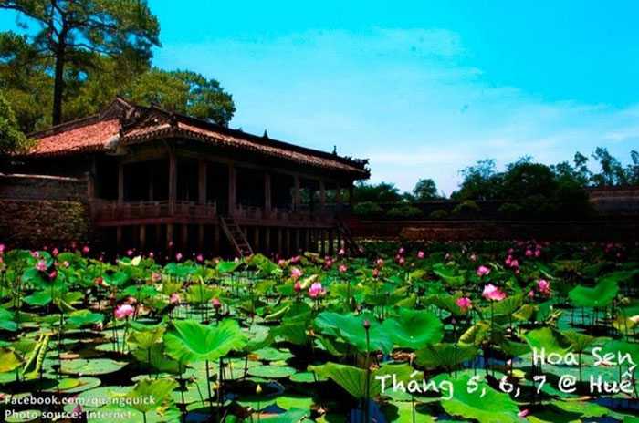 Picture 13 of See this set of photos you will see Vietnam has beautiful seasons of rice and flowers!