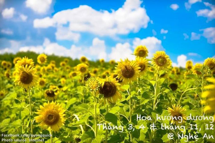 Picture 14 of See this set of photos you will see Vietnam has beautiful seasons of rice and flowers!