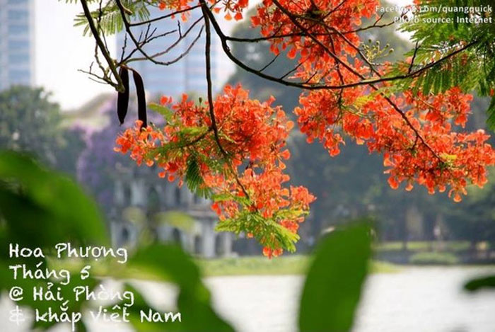 Picture 15 of See this set of photos you will see Vietnam has beautiful seasons of rice and flowers!