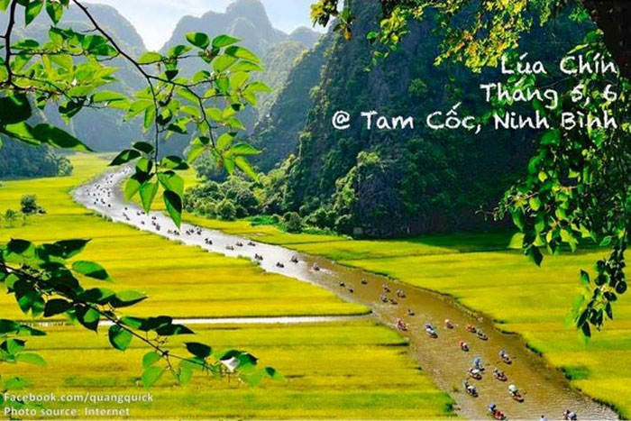 Picture 16 of See this set of photos you will see Vietnam has beautiful seasons of rice and flowers!