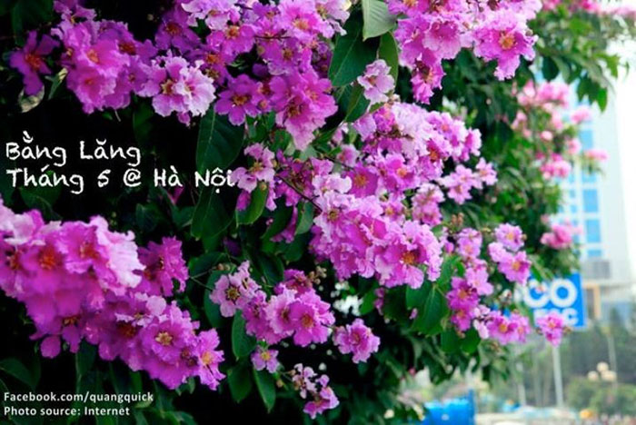 Picture 17 of See this set of photos you will see Vietnam has beautiful seasons of rice and flowers!