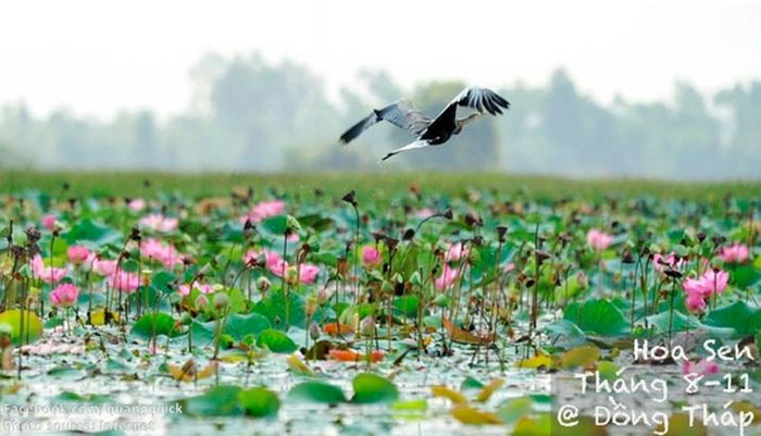 Picture 19 of See this set of photos you will see Vietnam has beautiful seasons of rice and flowers!