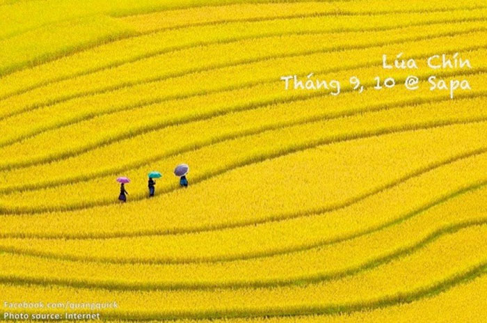 Picture 20 of See this set of photos you will see Vietnam has beautiful seasons of rice and flowers!