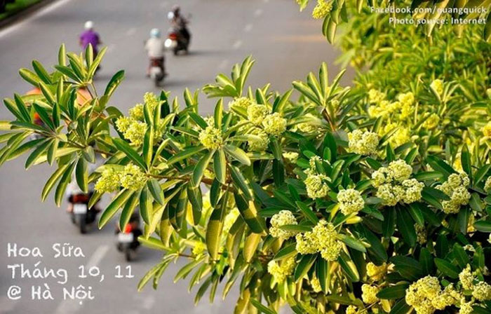 Picture 21 of See this set of photos you will see Vietnam has beautiful seasons of rice and flowers!