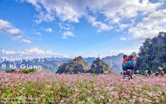 Picture 22 of See this set of photos you will see Vietnam has beautiful seasons of rice and flowers!
