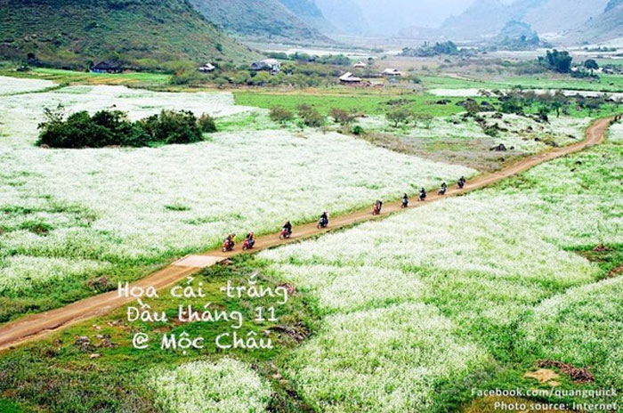 Picture 23 of See this set of photos you will see Vietnam has beautiful seasons of rice and flowers!