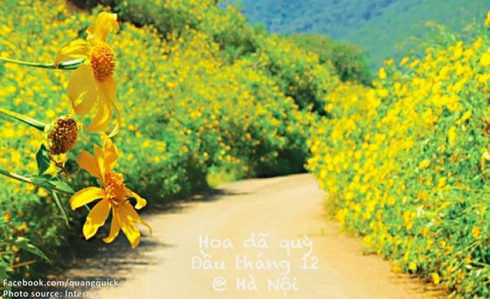 Picture 24 of See this set of photos you will see Vietnam has beautiful seasons of rice and flowers!