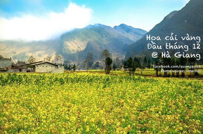 Picture 25 of See this set of photos you will see Vietnam has beautiful seasons of rice and flowers!