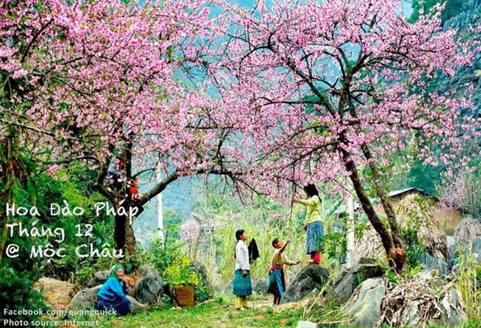 Picture 26 of See this set of photos you will see Vietnam has beautiful seasons of rice and flowers!