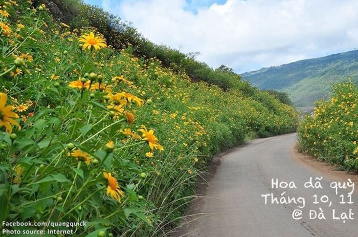 Picture 27 of See this set of photos you will see Vietnam has beautiful seasons of rice and flowers!