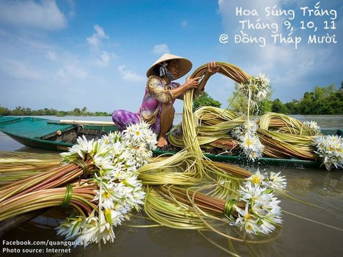 Picture 28 of See this set of photos you will see Vietnam has beautiful seasons of rice and flowers!