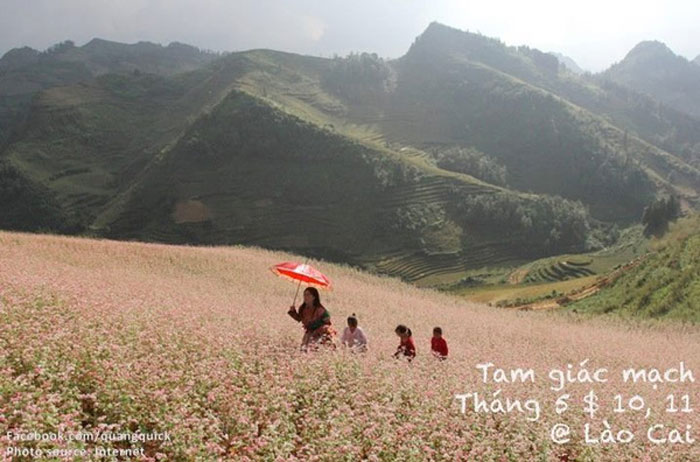 Picture 30 of See this set of photos you will see Vietnam has beautiful seasons of rice and flowers!