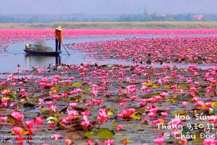 Picture 31 of See this set of photos you will see Vietnam has beautiful seasons of rice and flowers!