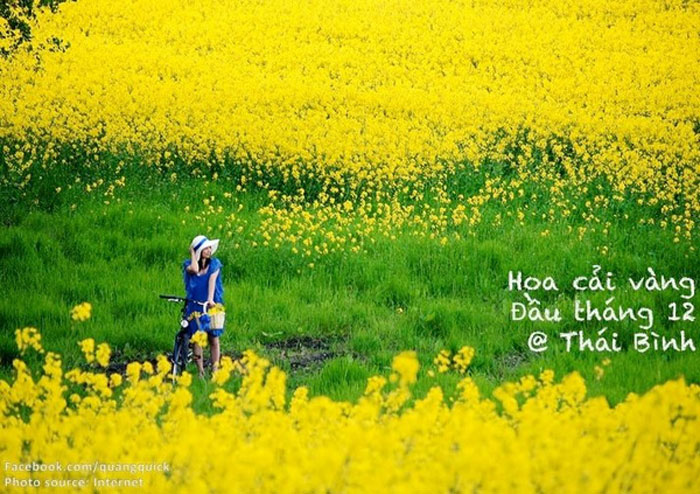 Picture 32 of See this set of photos you will see Vietnam has beautiful seasons of rice and flowers!