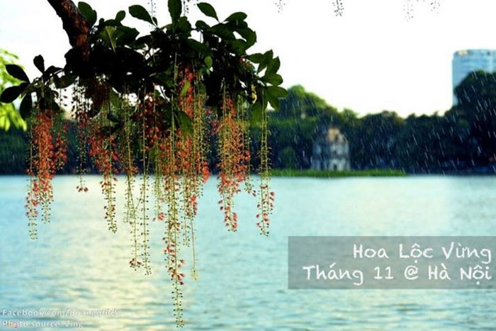 Picture 33 of See this set of photos you will see Vietnam has beautiful seasons of rice and flowers!