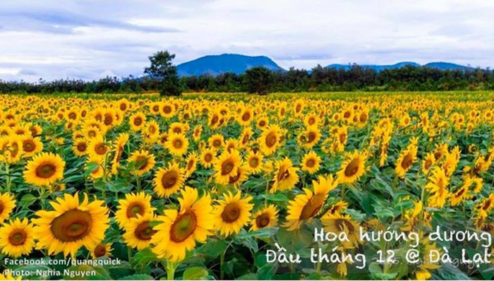 Picture 35 of See this set of photos you will see Vietnam has beautiful seasons of rice and flowers!