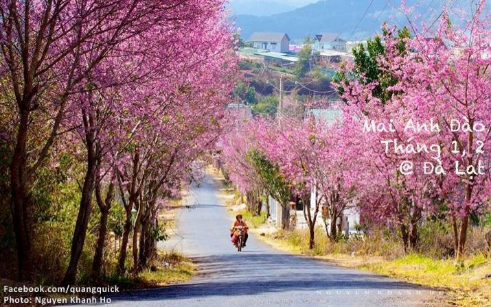 Picture 4 of See this set of photos you will see Vietnam has beautiful seasons of rice and flowers!