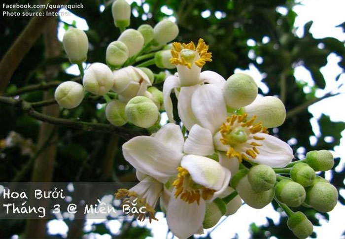 Picture 5 of See this set of photos you will see Vietnam has beautiful seasons of rice and flowers!
