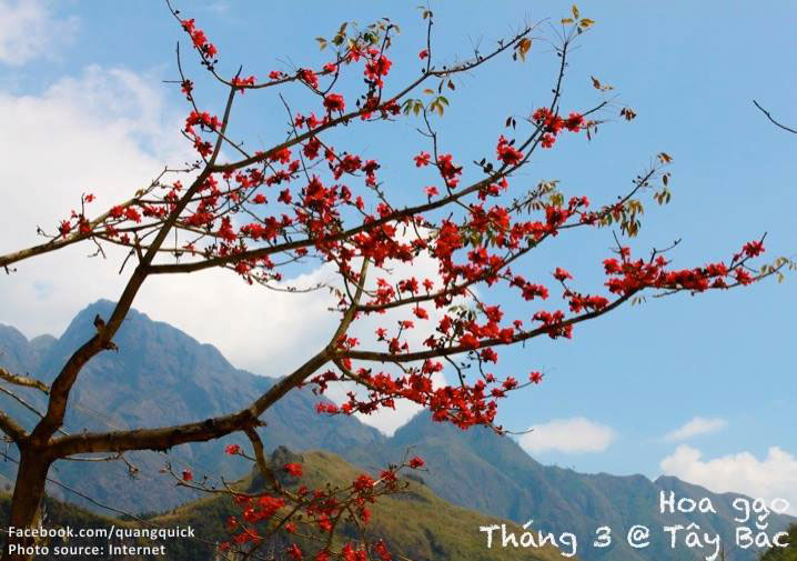 Picture 6 of See this set of photos you will see Vietnam has beautiful seasons of rice and flowers!
