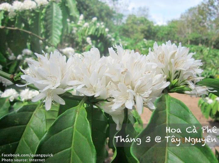 Picture 7 of See this set of photos you will see Vietnam has beautiful seasons of rice and flowers!