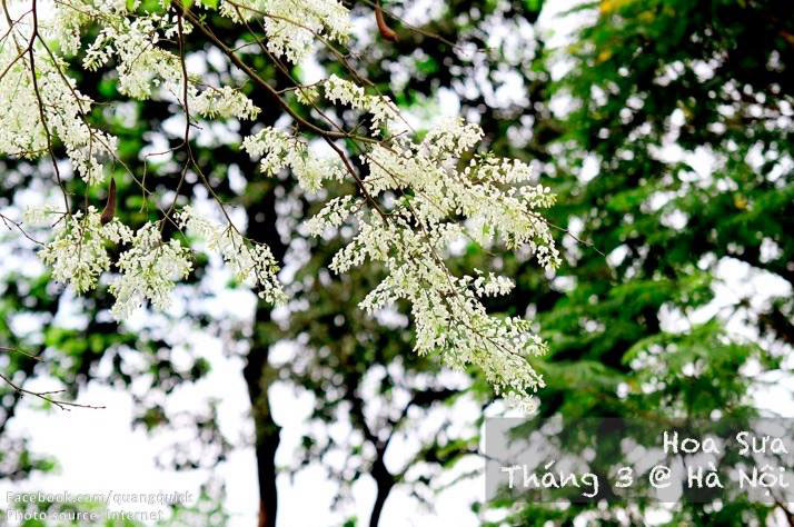 Picture 8 of See this set of photos you will see Vietnam has beautiful seasons of rice and flowers!