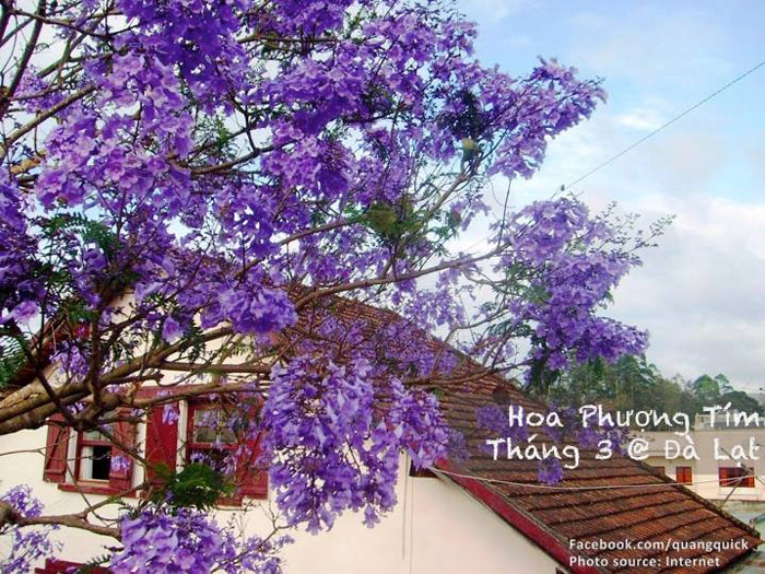 Picture 9 of See this set of photos you will see Vietnam has beautiful seasons of rice and flowers!