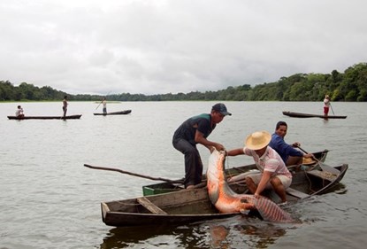 Picture 1 of See with your own eyes a hundred kilogram arowanas