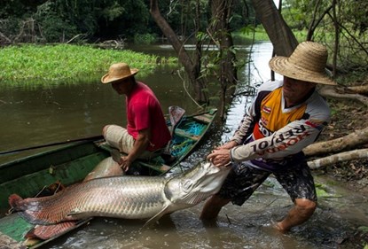 Picture 4 of See with your own eyes a hundred kilogram arowanas