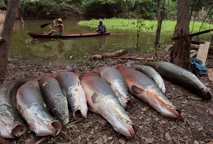 Picture 5 of See with your own eyes a hundred kilogram arowanas