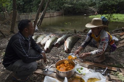 Picture 6 of See with your own eyes a hundred kilogram arowanas