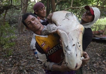 Picture 7 of See with your own eyes a hundred kilogram arowanas