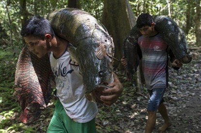 Picture 8 of See with your own eyes a hundred kilogram arowanas