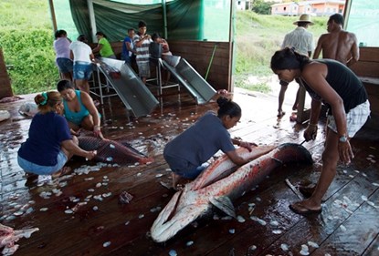 Picture 9 of See with your own eyes a hundred kilogram arowanas