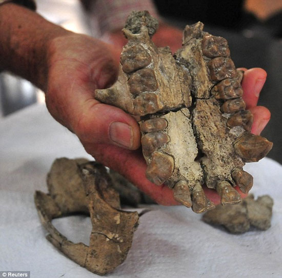 Picture 1 of Seeing a gibbon skull fossil dating from 20 million years