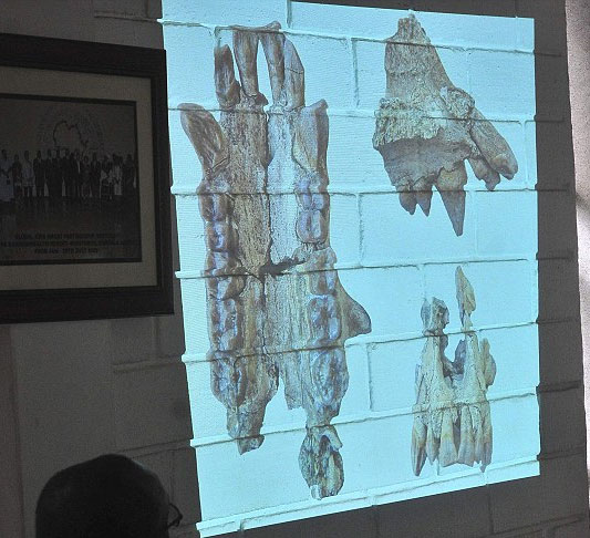 Picture 2 of Seeing a gibbon skull fossil dating from 20 million years