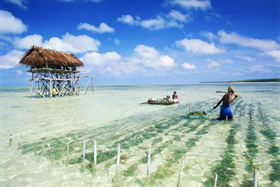 Picture 5 of Seeing the island of 'paradise' is about to disappear