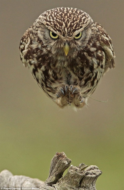 Picture 1 of Seeing the scowl is seen as a real-life Angry Bird version