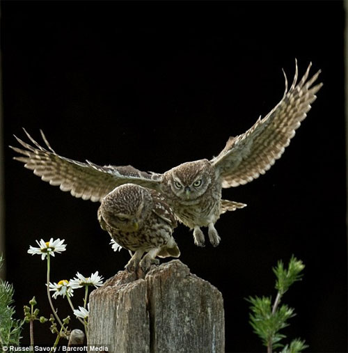 Picture 3 of Seeing the scowl is seen as a real-life Angry Bird version