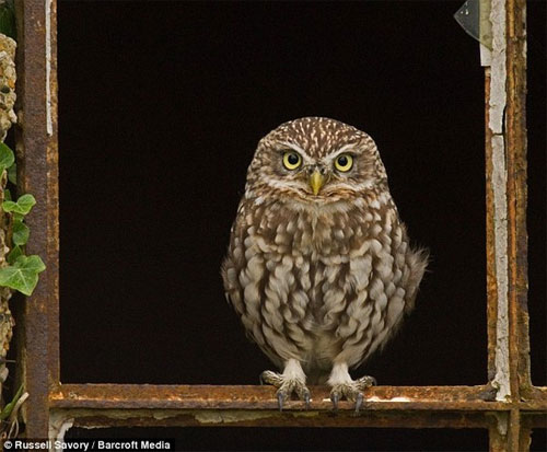 Picture 4 of Seeing the scowl is seen as a real-life Angry Bird version