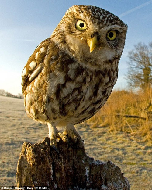 Picture 5 of Seeing the scowl is seen as a real-life Angry Bird version