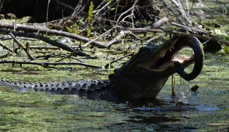 Picture 4 of Seeing the 'terrible' snake approaching you, the mother alligator throws a destructive blow