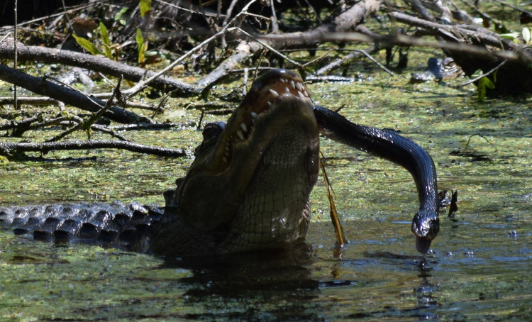 Picture 6 of Seeing the 'terrible' snake approaching you, the mother alligator throws a destructive blow