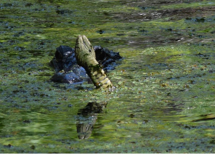 Picture 7 of Seeing the 'terrible' snake approaching you, the mother alligator throws a destructive blow