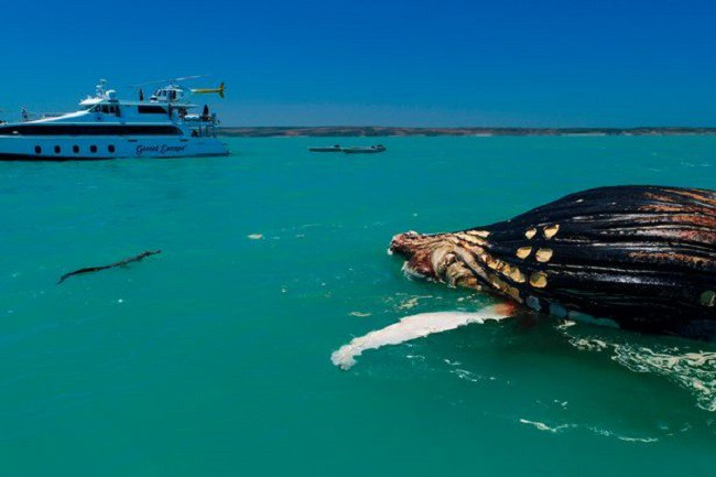 Picture 2 of Seeing whales floating in the sea, the man approached him startled by the horrifying scene