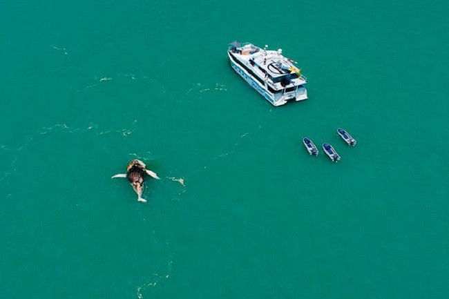 Picture 3 of Seeing whales floating in the sea, the man approached him startled by the horrifying scene