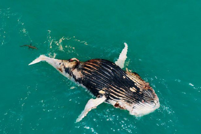 Picture 4 of Seeing whales floating in the sea, the man approached him startled by the horrifying scene