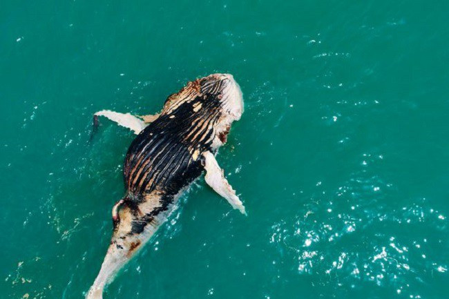 Picture 5 of Seeing whales floating in the sea, the man approached him startled by the horrifying scene
